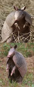 dillo sprite
